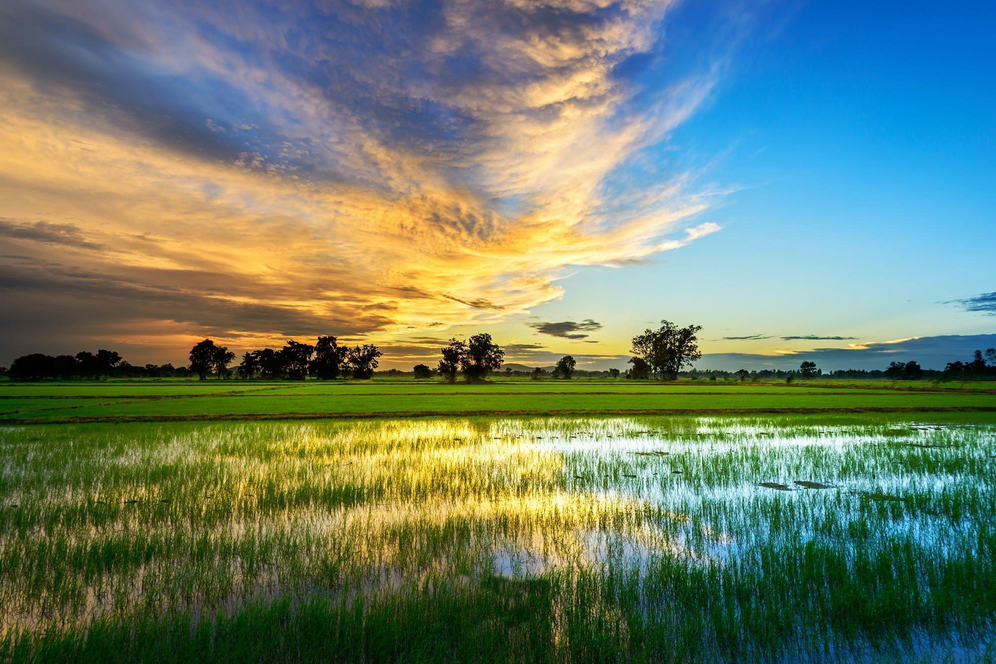 water, sky, trees, agriculture, field, beautiful, clouds, sunset