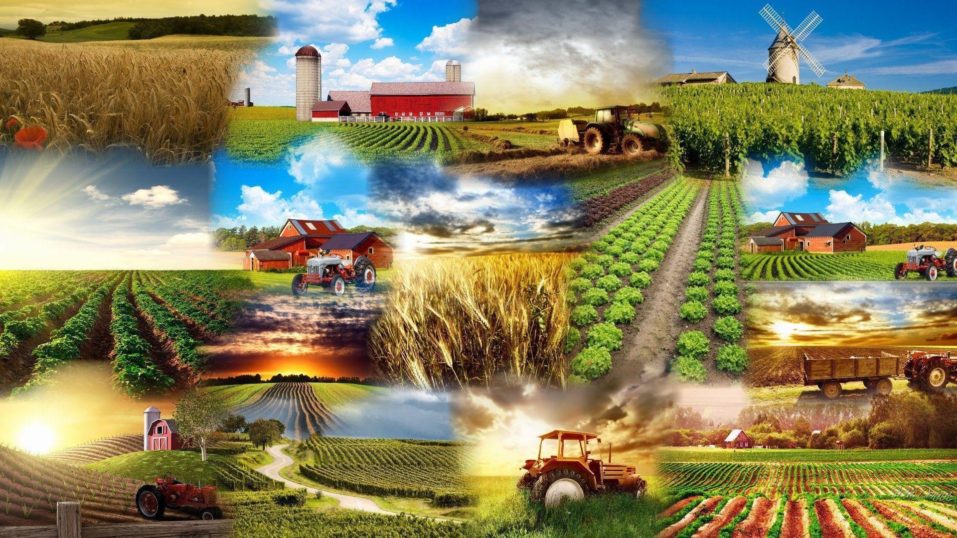 Crop Tag wallpaper: Collage Sky Field Windmill Spring Summer Crop