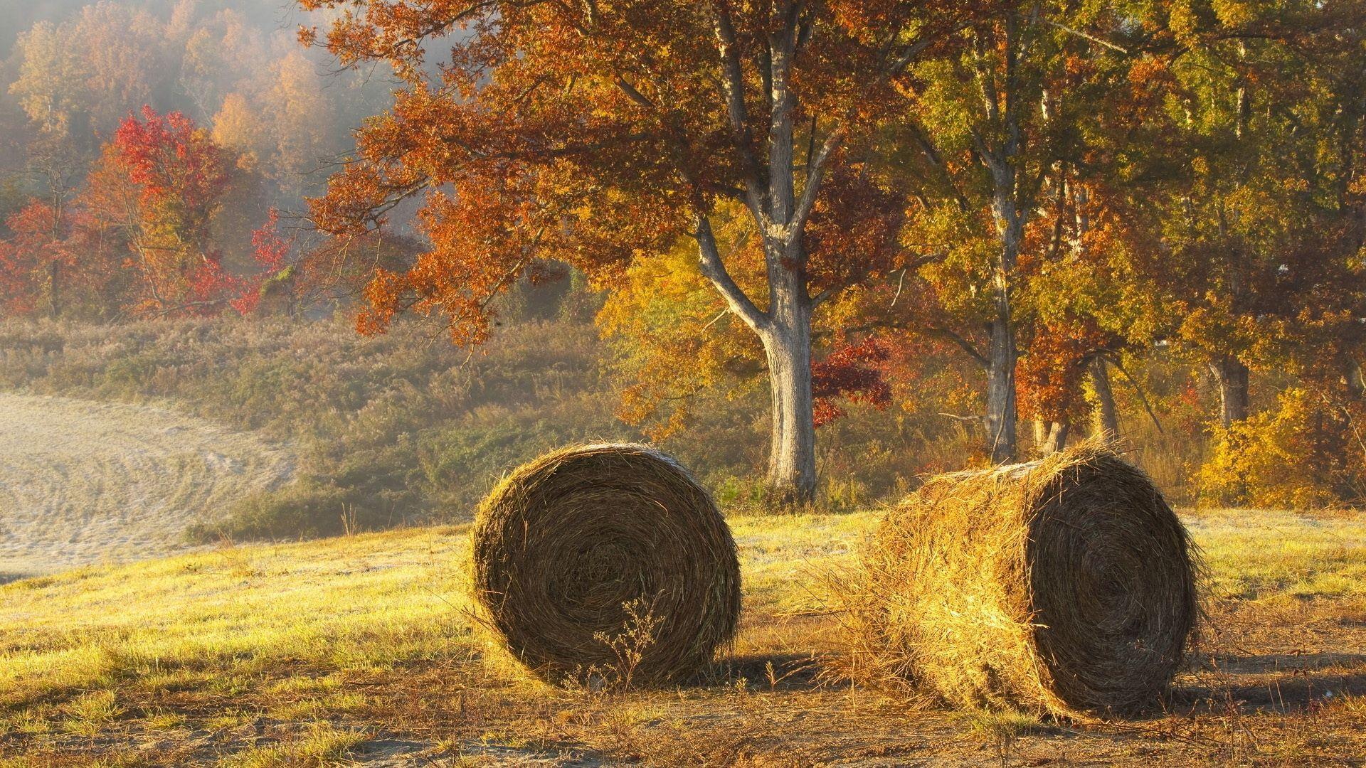 Full HD 1080p Agriculture Wallpaper HD, Desktop Background