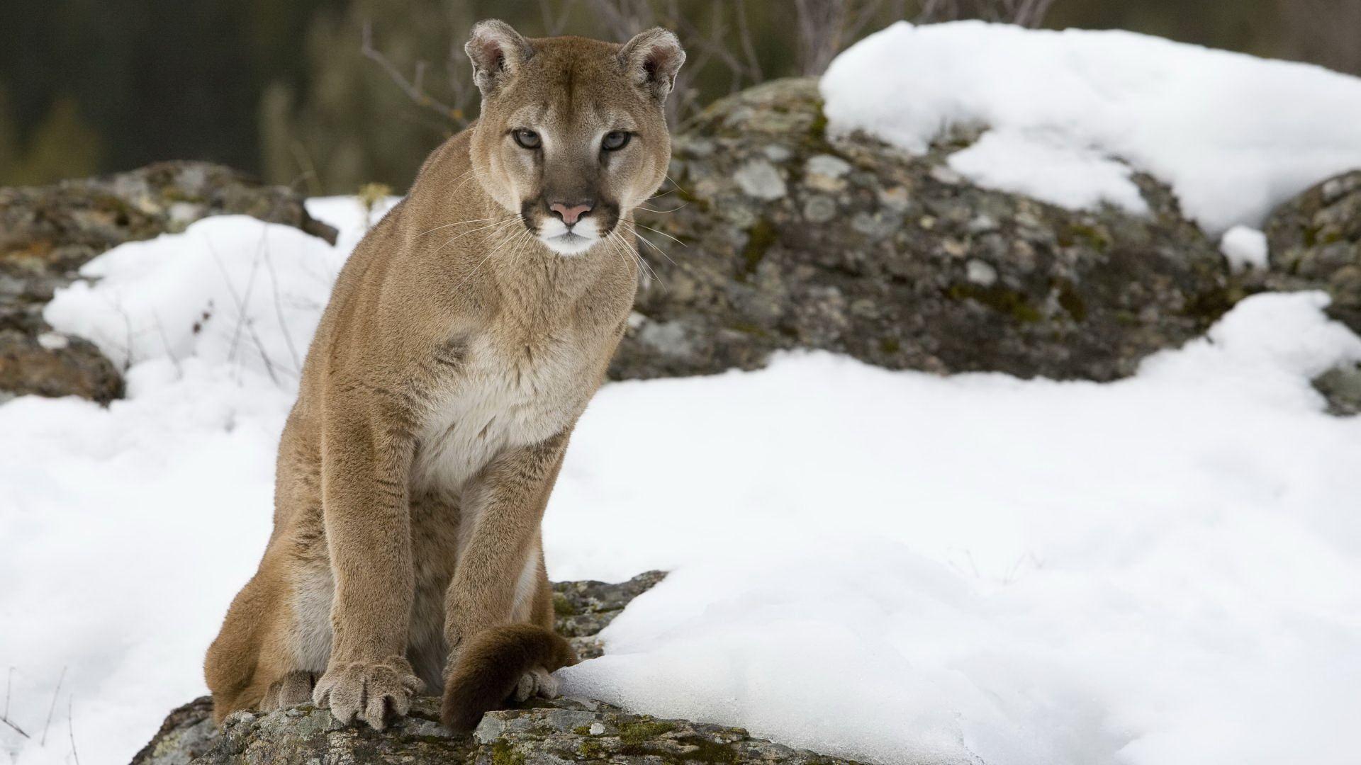 Cougar - Cats & Animals Background Wallpapers on Desktop Nexus (Image  2636898)