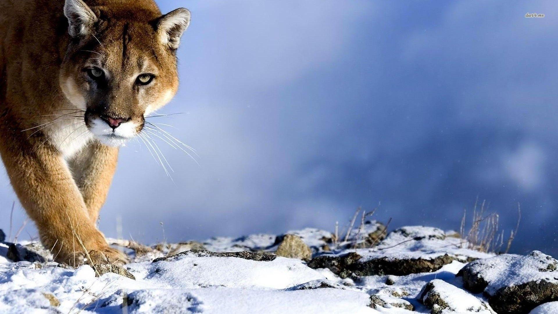 Cougar Wallpaper On The Desktop Background A Picture Of A Mountain Lion  Background Image And Wallpaper for Free Download