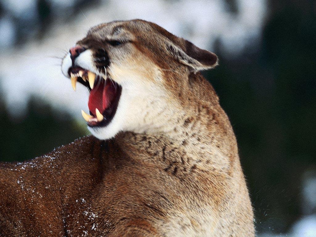Cougar Wallpaper for PC. Full HD Cougar Background