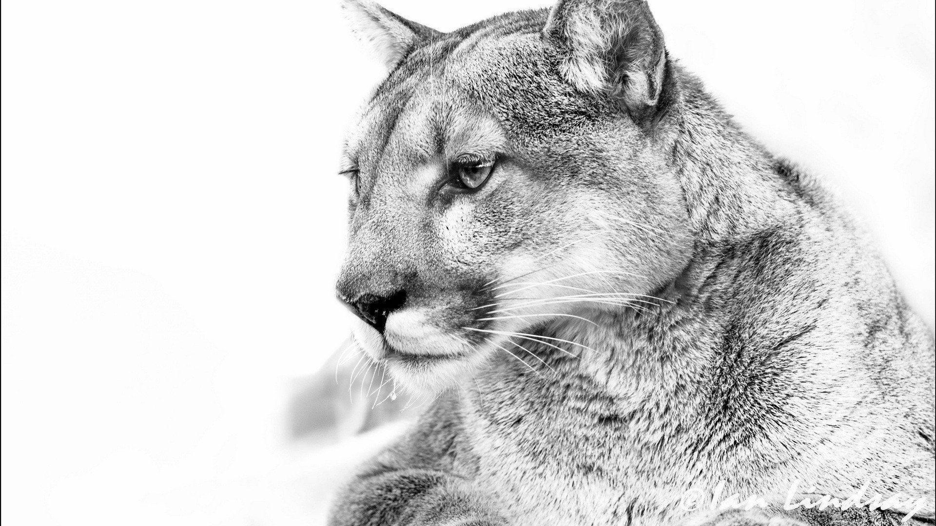 cougar HD wallpapers backgrounds
