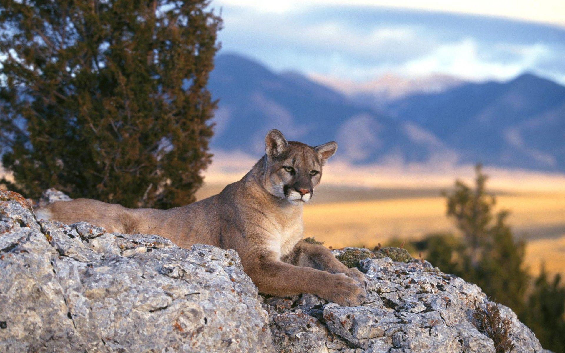 Cougar Wallpaper for Desktop