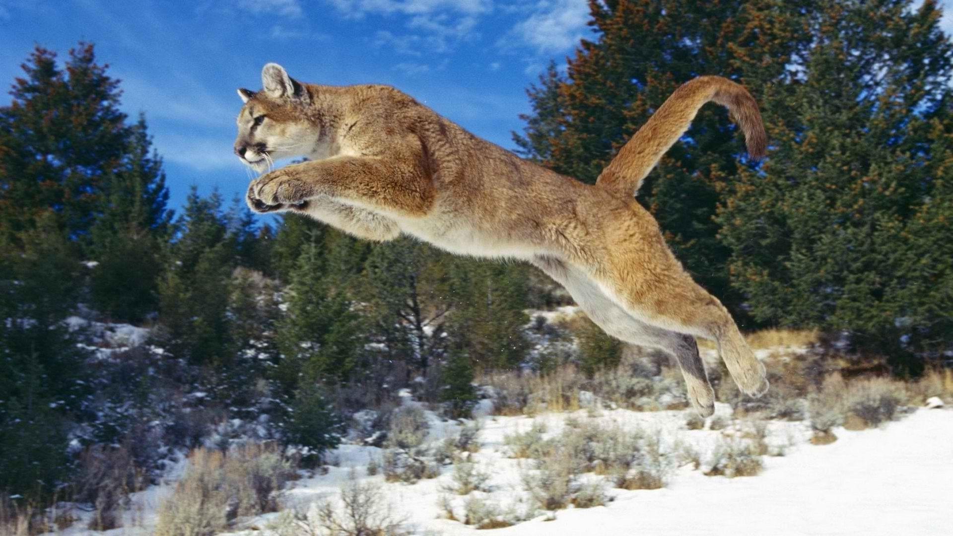 Cougar Pictures HD  Download Free Images on Unsplash