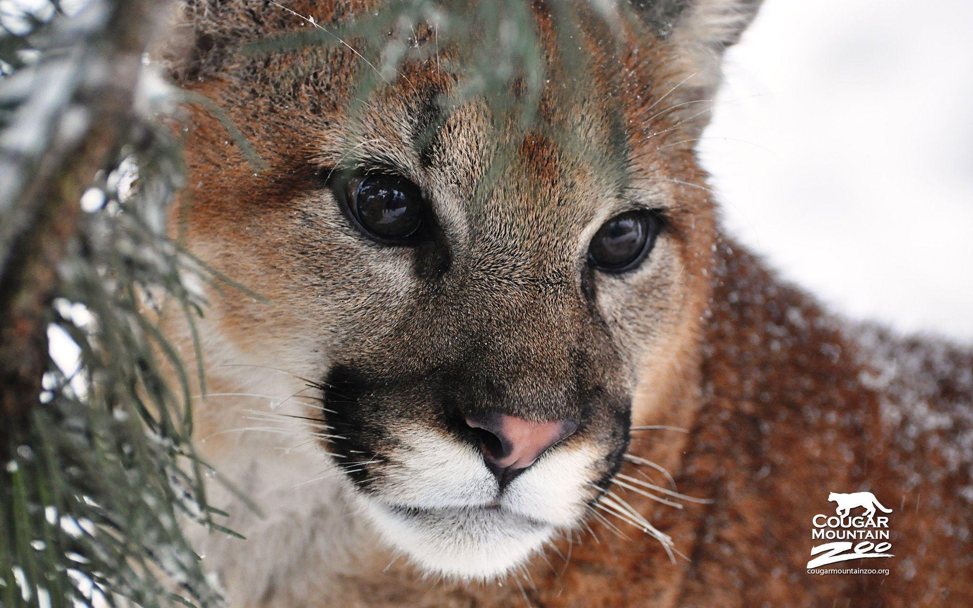 Cougar Wallpapers - Wallpaper Cave