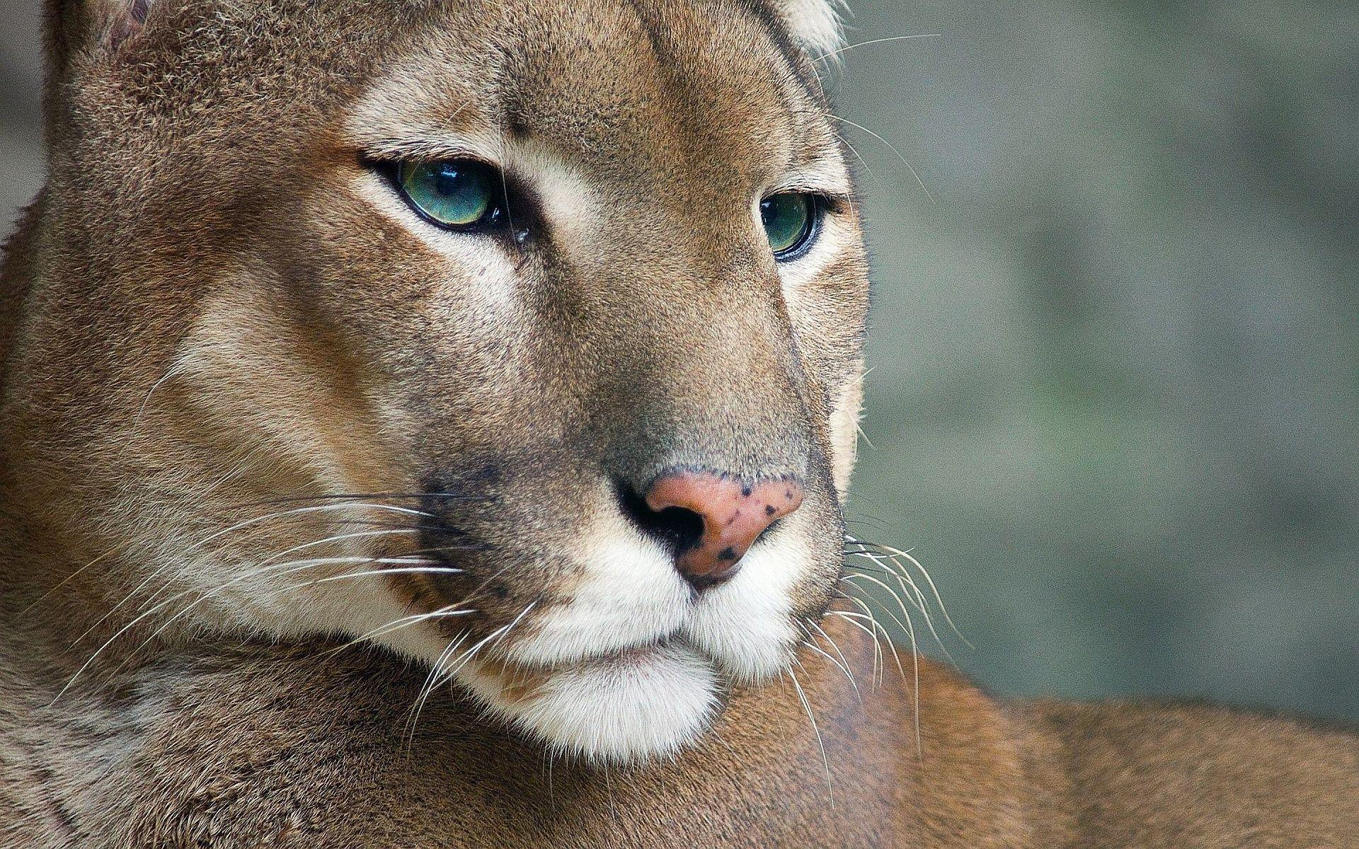 Cougar Wallpaper DXI PC Wallpaper