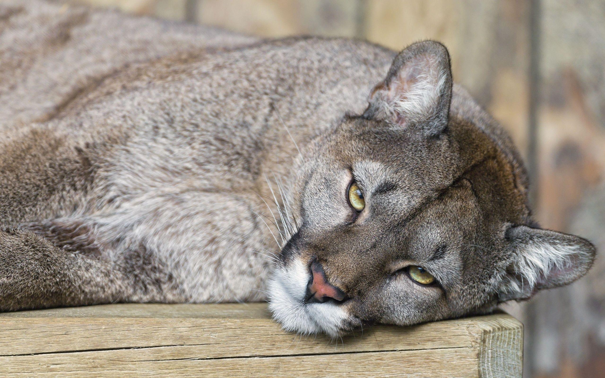 Cougar HD Wallpaper