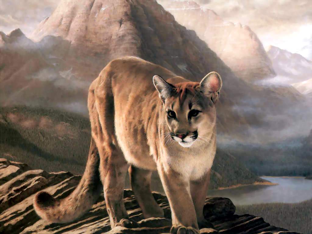 The Cougar Wallpaper. HD Wallpaper Download Wallpaper