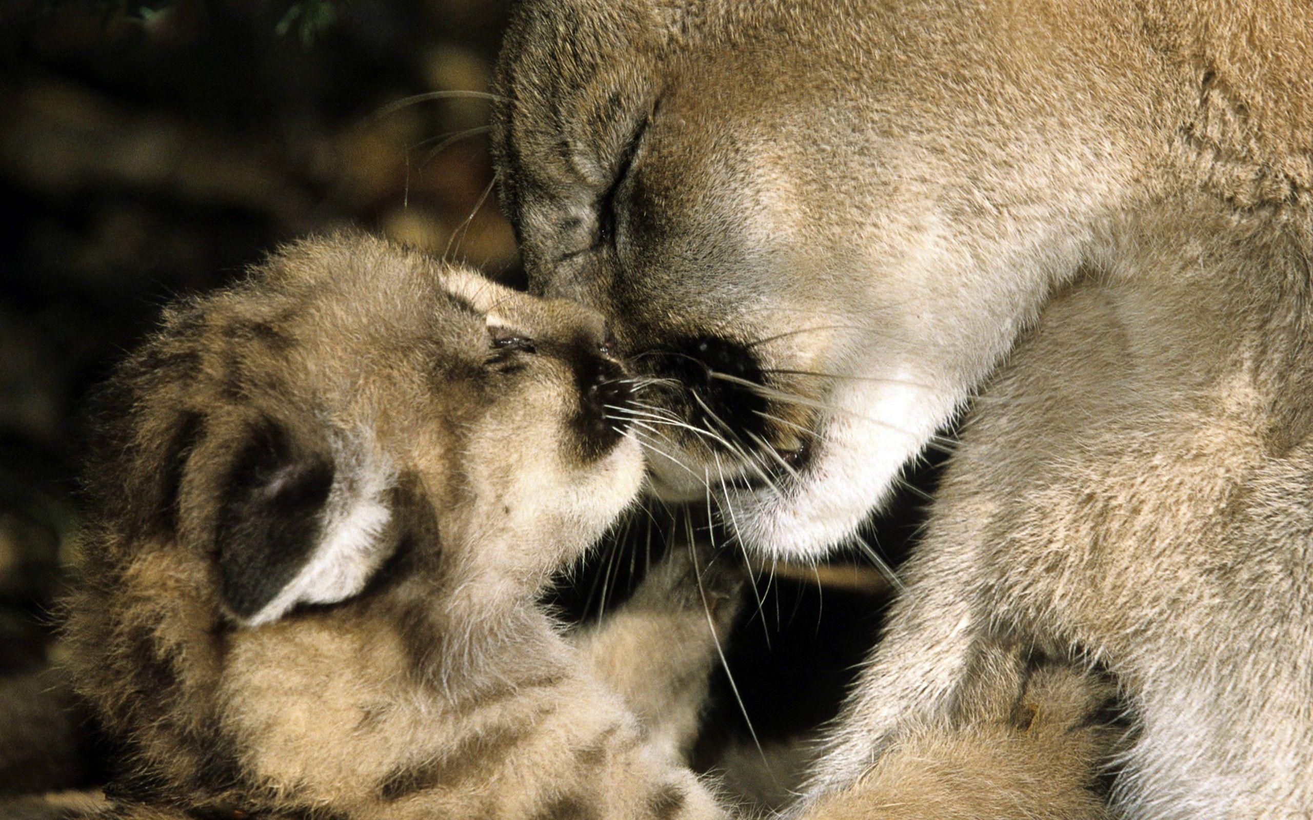 Cute Cougar Wallpaper