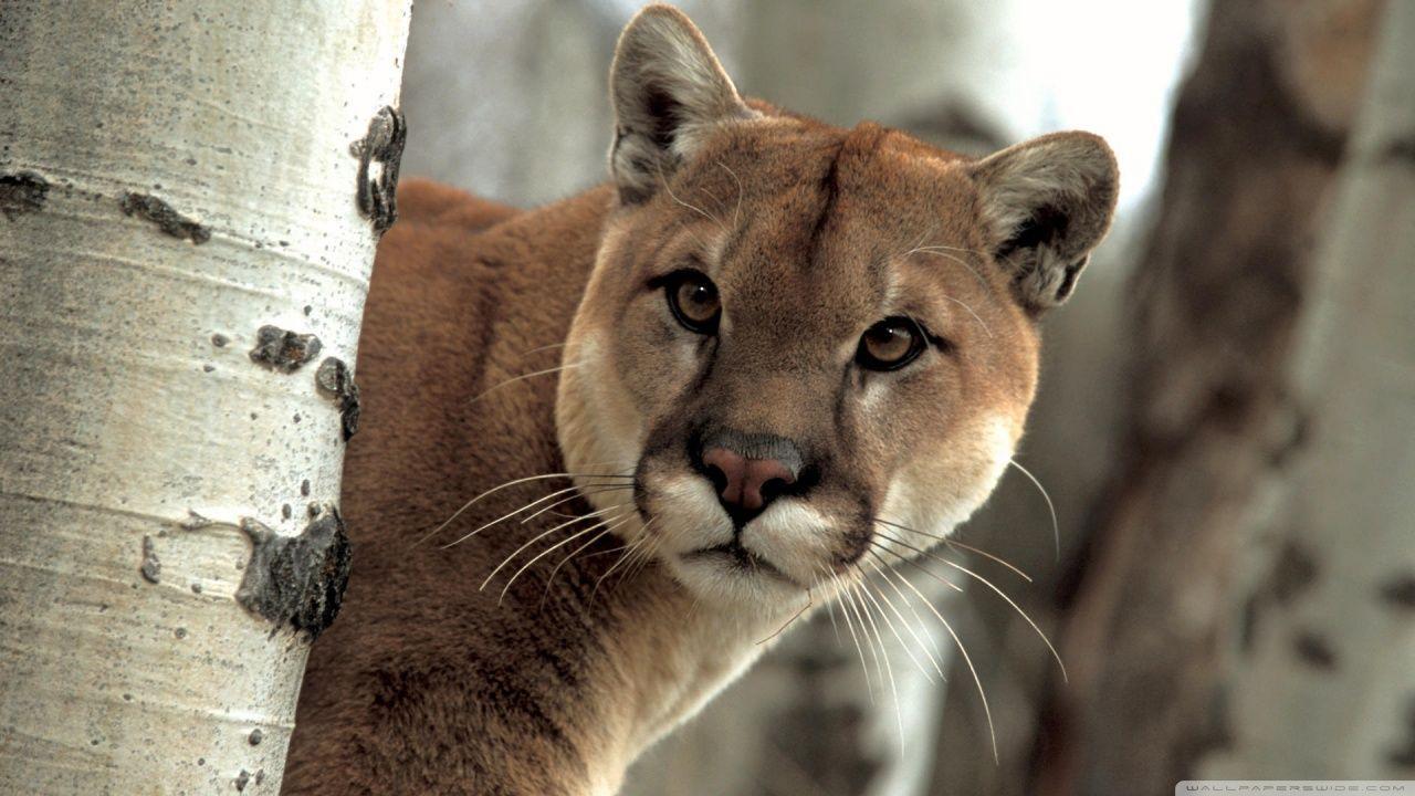 Cougar Wallpaper Hd