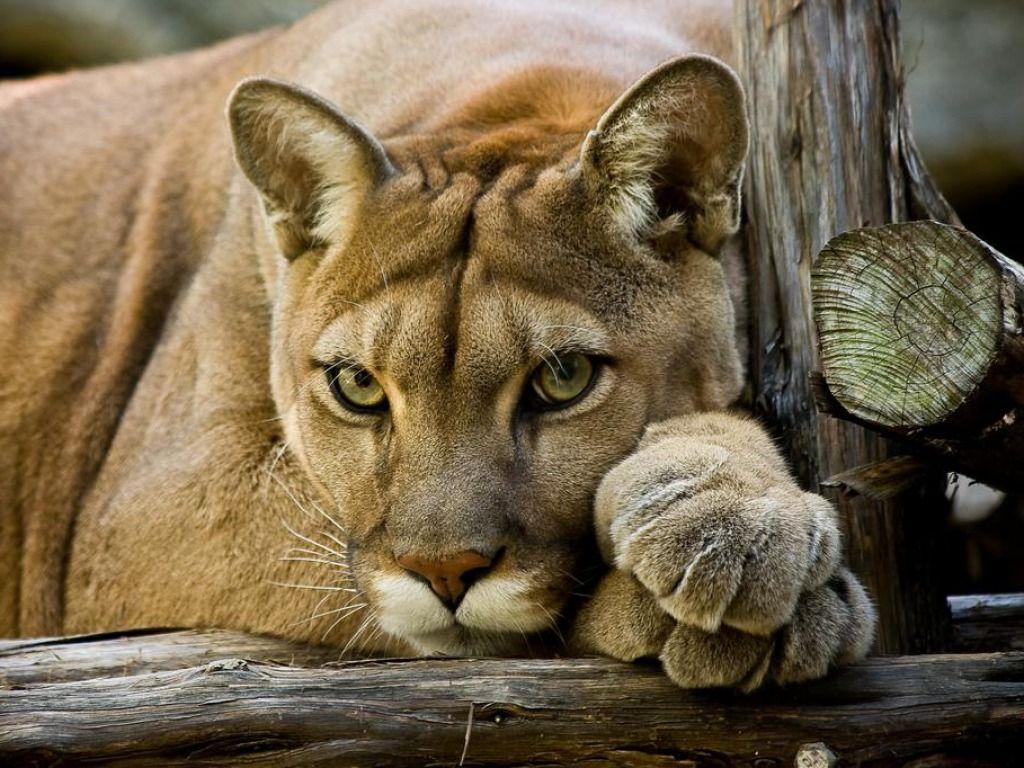 Cougar Wallpapers - Wallpaper Cave