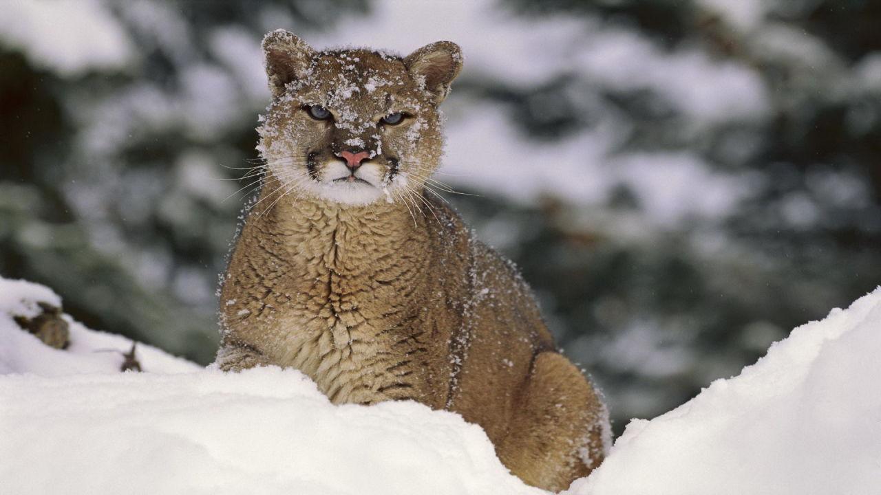 Cougar Wallpaper Apps on Google Play