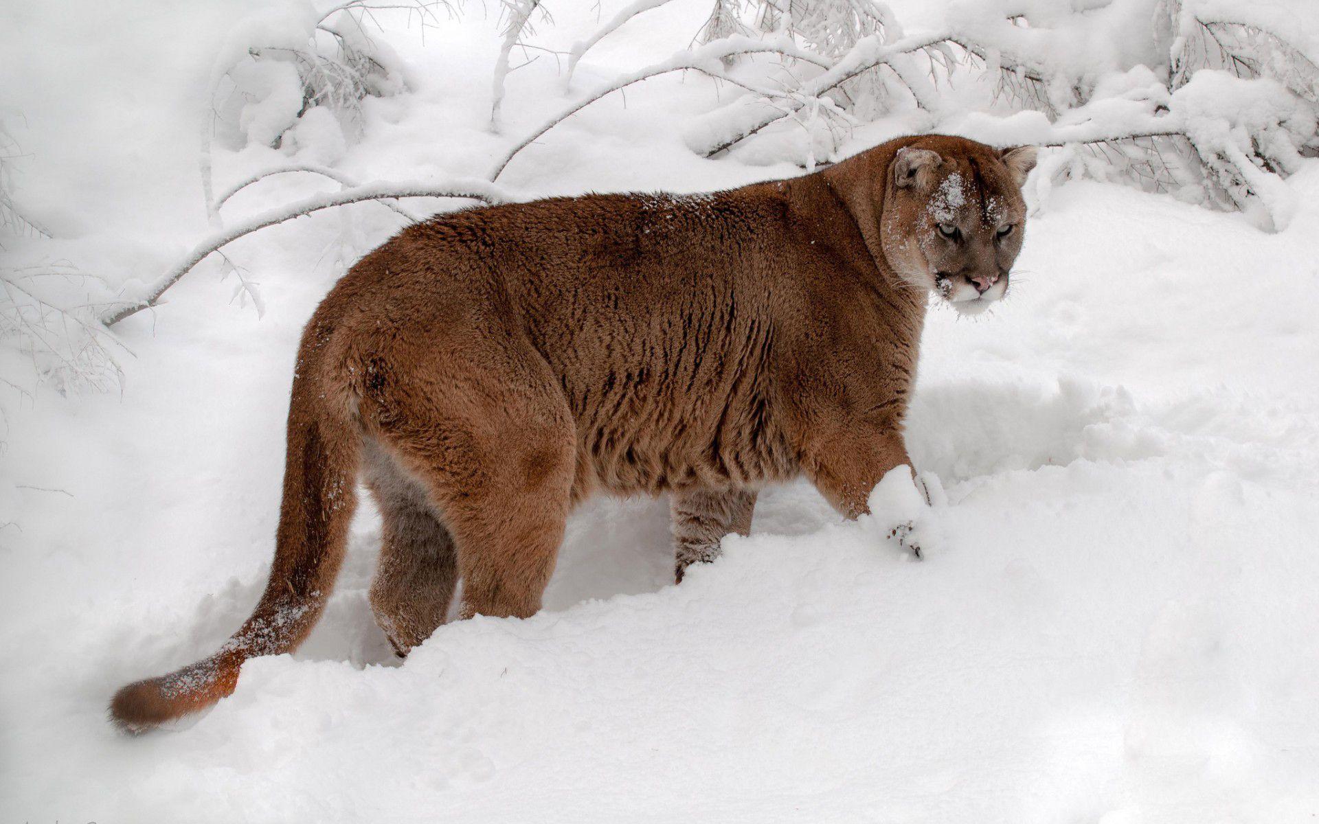 Cougar Wallpaper