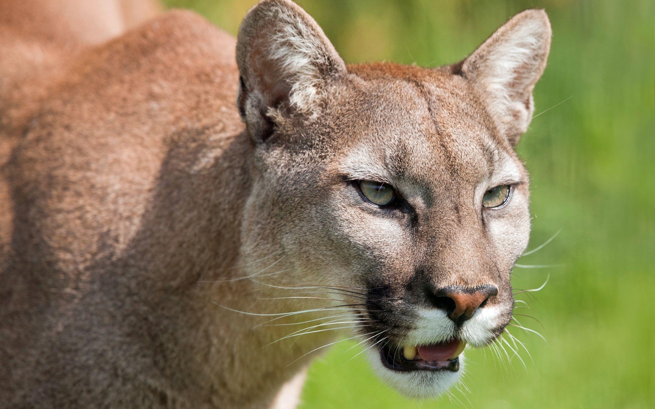 Cougar Wallpapers - Wallpaper Cave