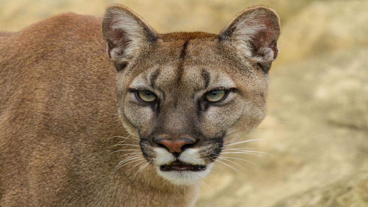 Cougar Wallpapers - Wallpaper Cave