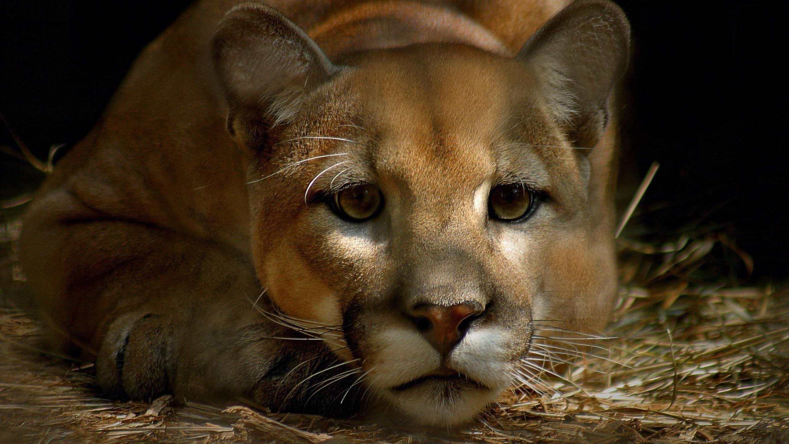 Cougar Wallpapers Wallpaper Cave