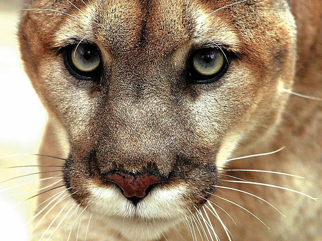 free Eastern Cougar desktop wallpaper wallpaper Desktop