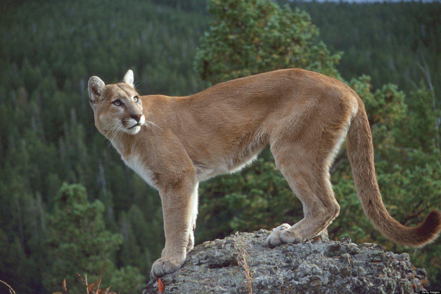 Cougar Wallpapers Wallpaper Cave