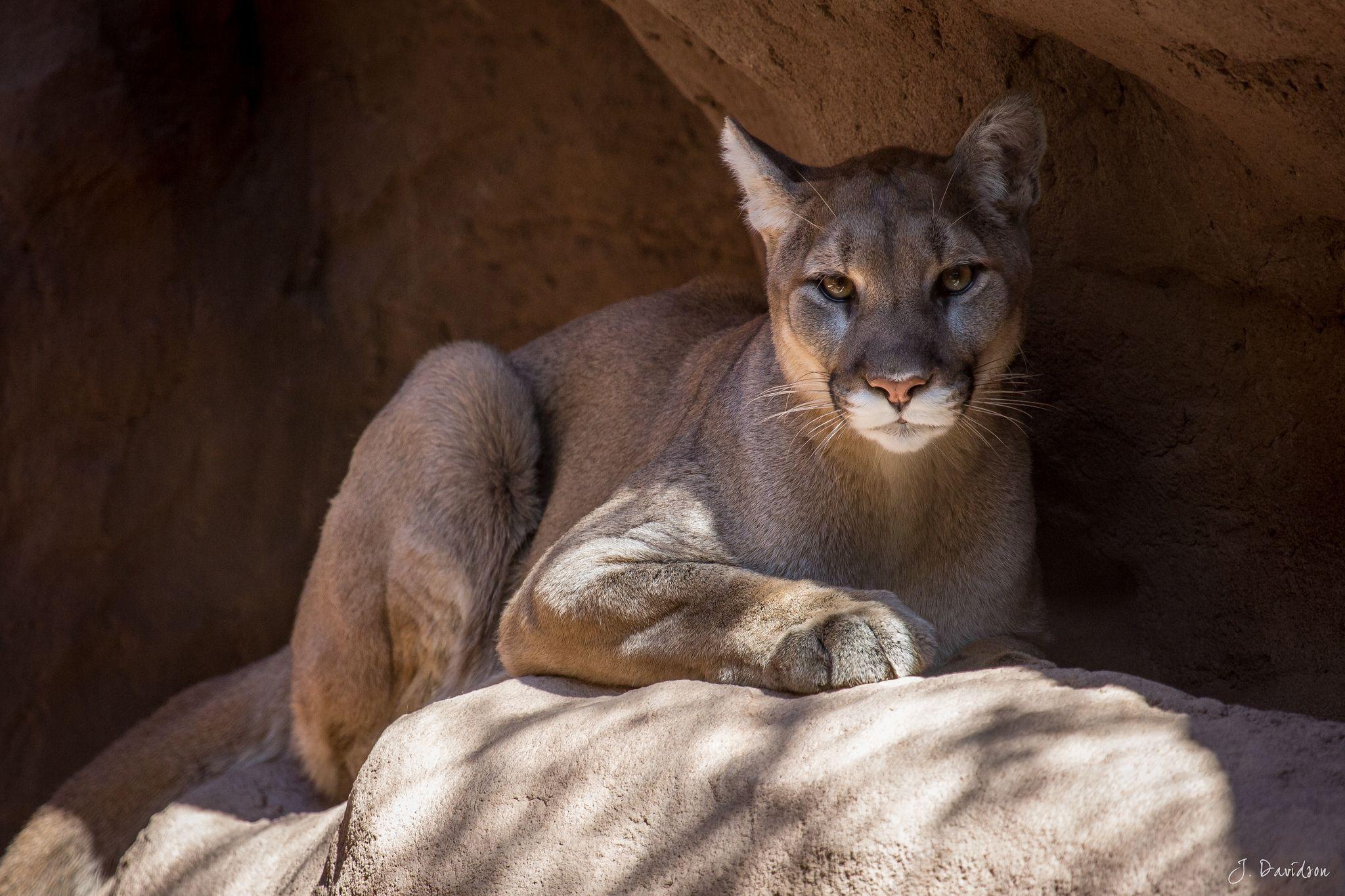Cougar HD Wallpaper
