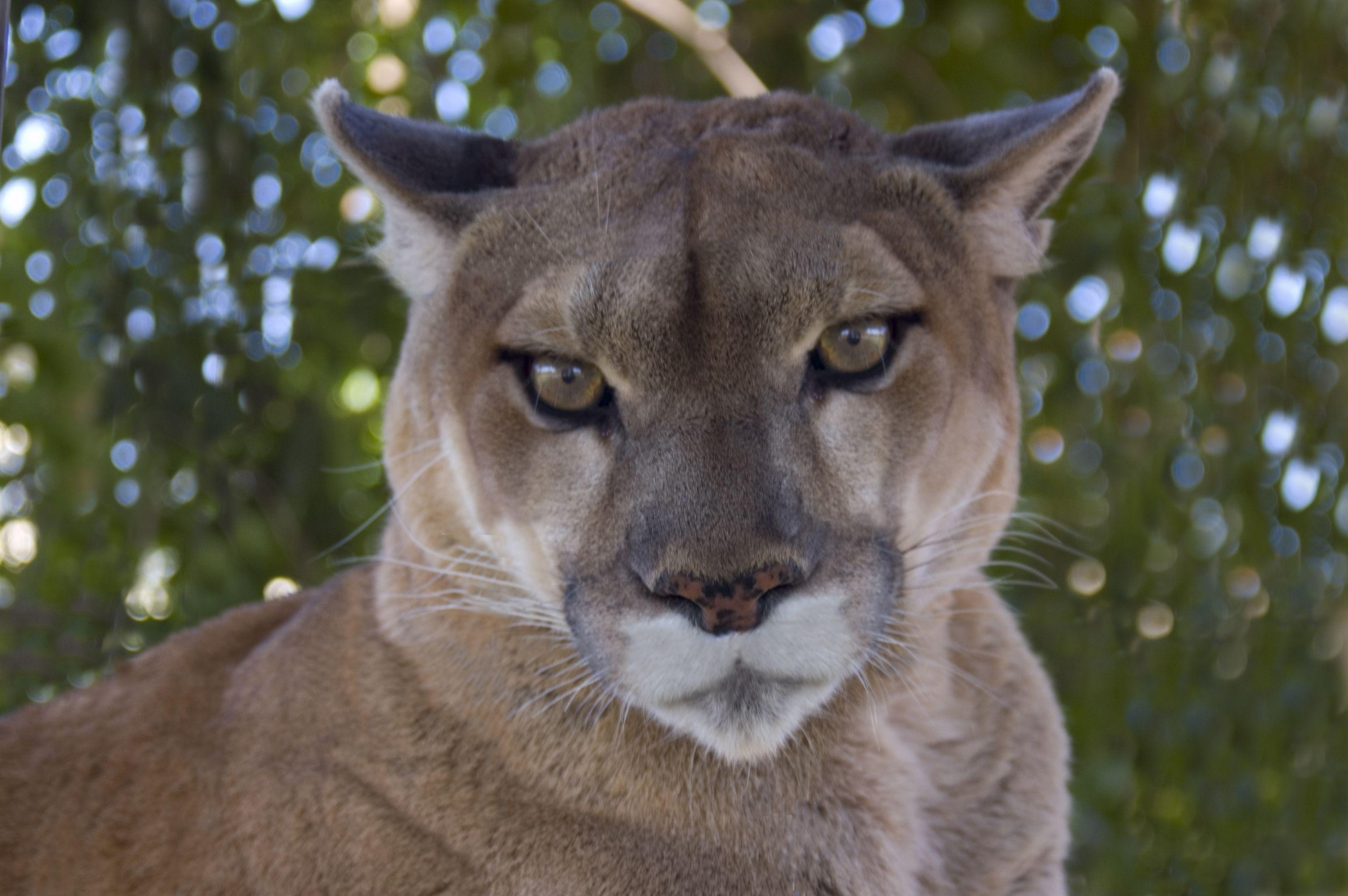 Cougar Wallpaper Image Photo Picture Background