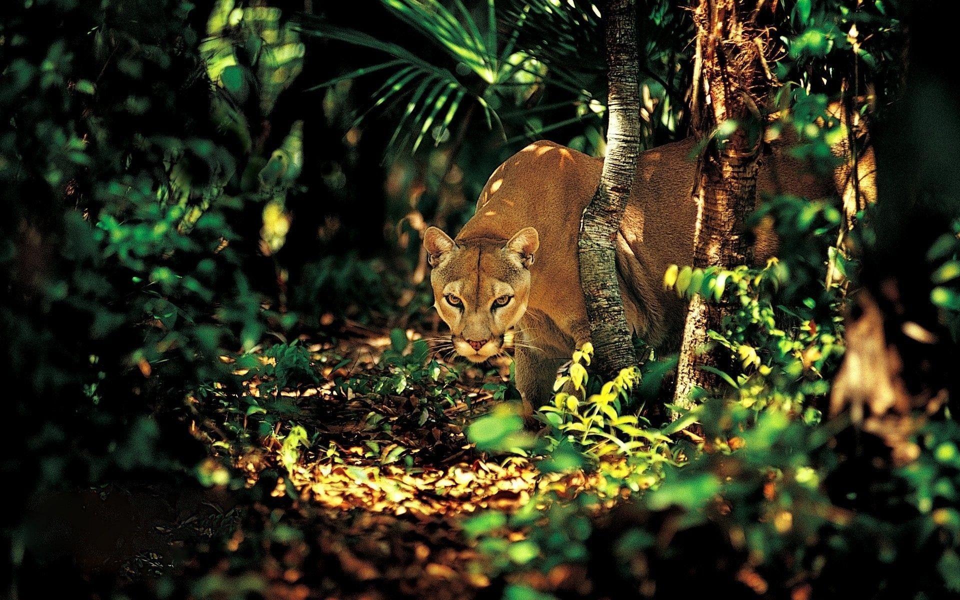 Cougar Wallpaper HD