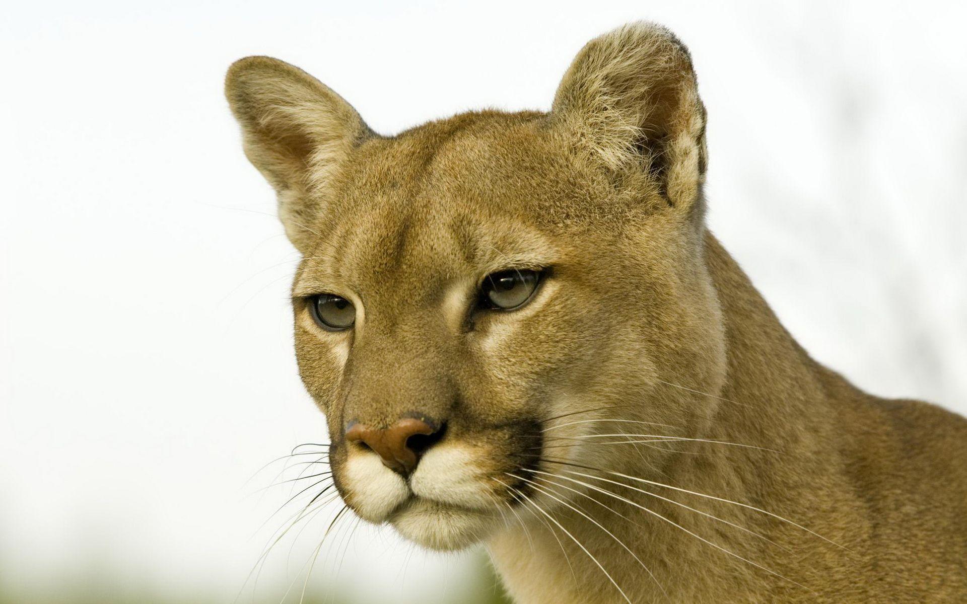 Cougar Wallpaper