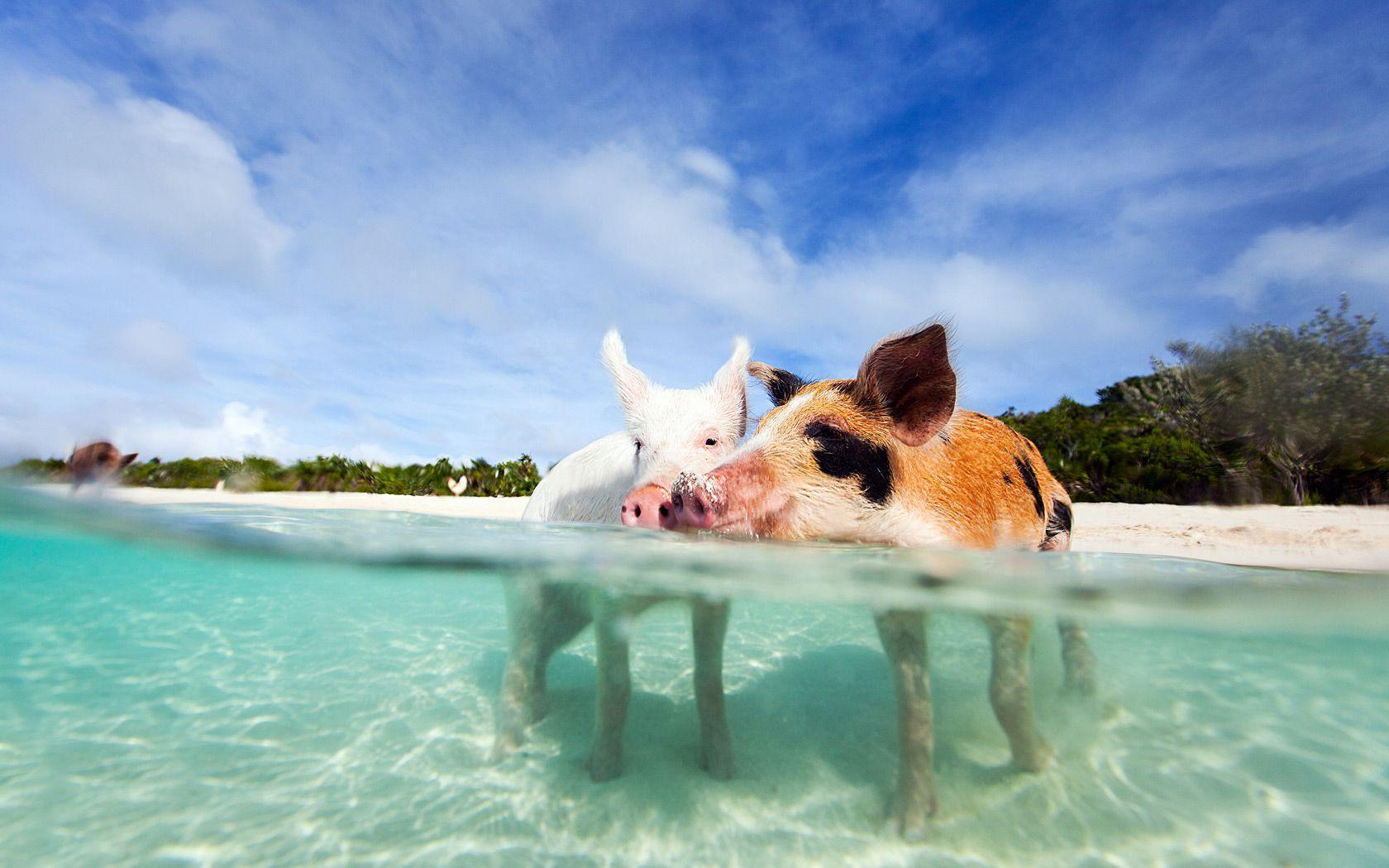 Pigs in Bahamas Beach Wallpaper