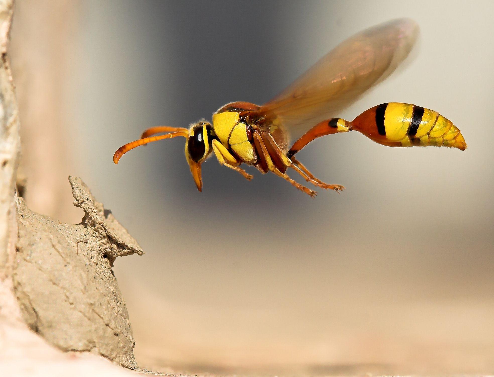 Wasp HD Wallpaper and Background Image