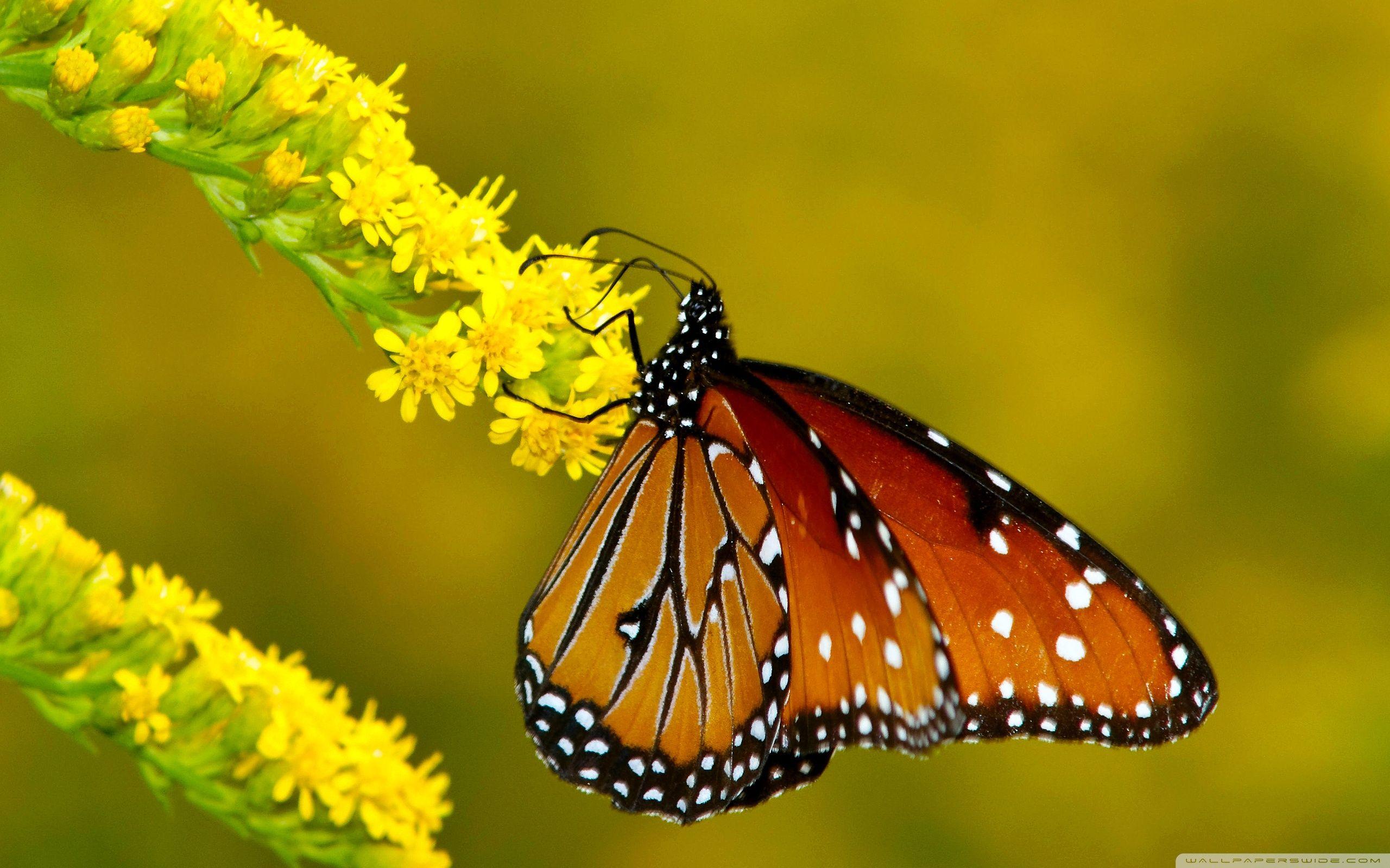 Monarch Butterfly on Yellow Flowers HD desktop wallpaper, High