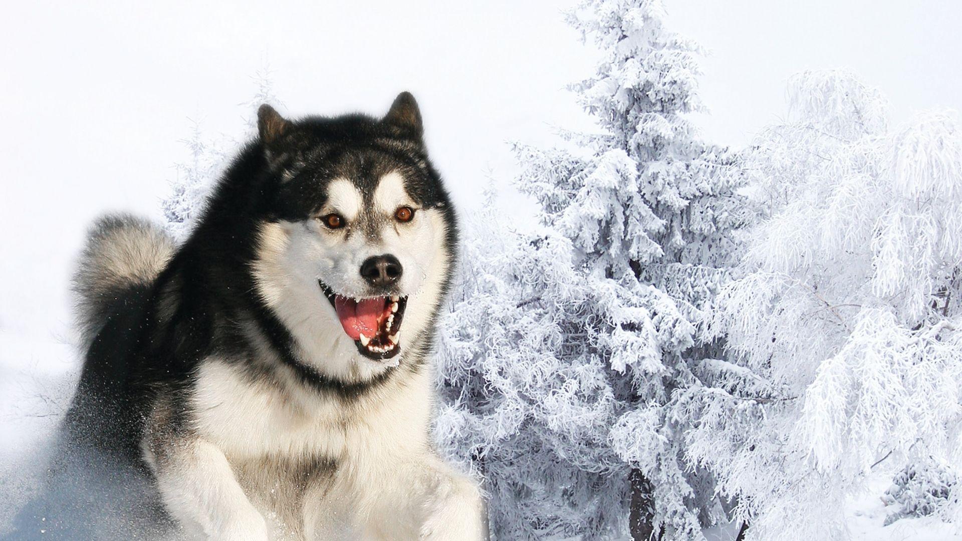 Siberian Huskies Wallpapers - Wallpaper