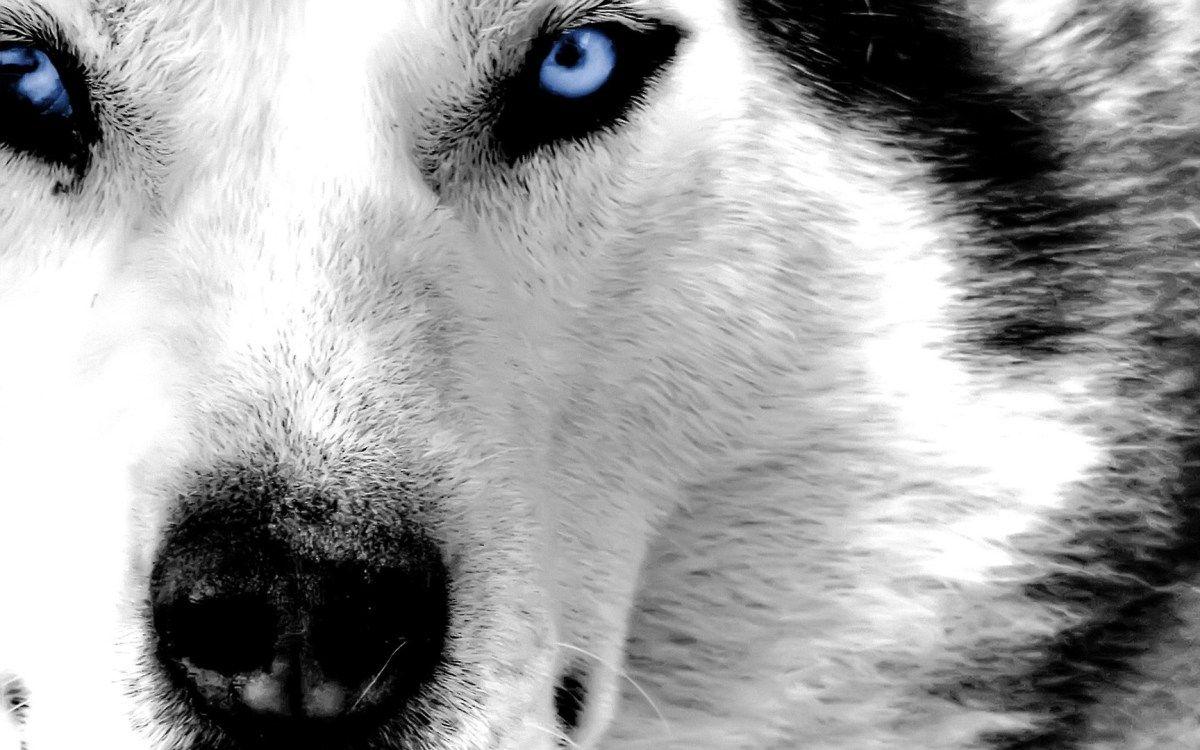 Download the Best HD Husky Wallpaper for iOS and Android
