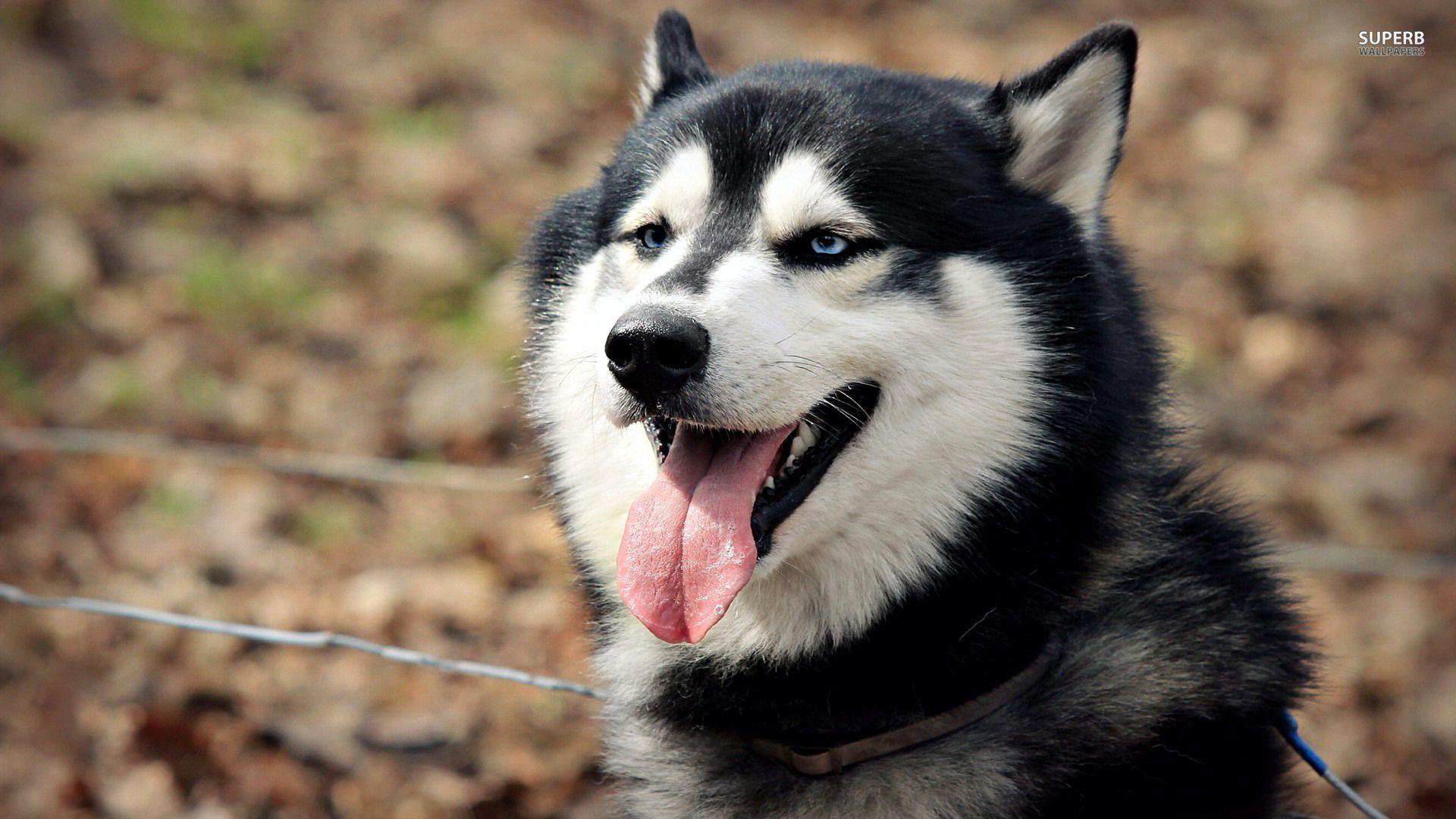 Siberian Husky Wallpaper High Resolution and Quality Download