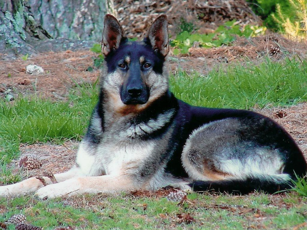 Dog Picture German Shepherd Wallpaper