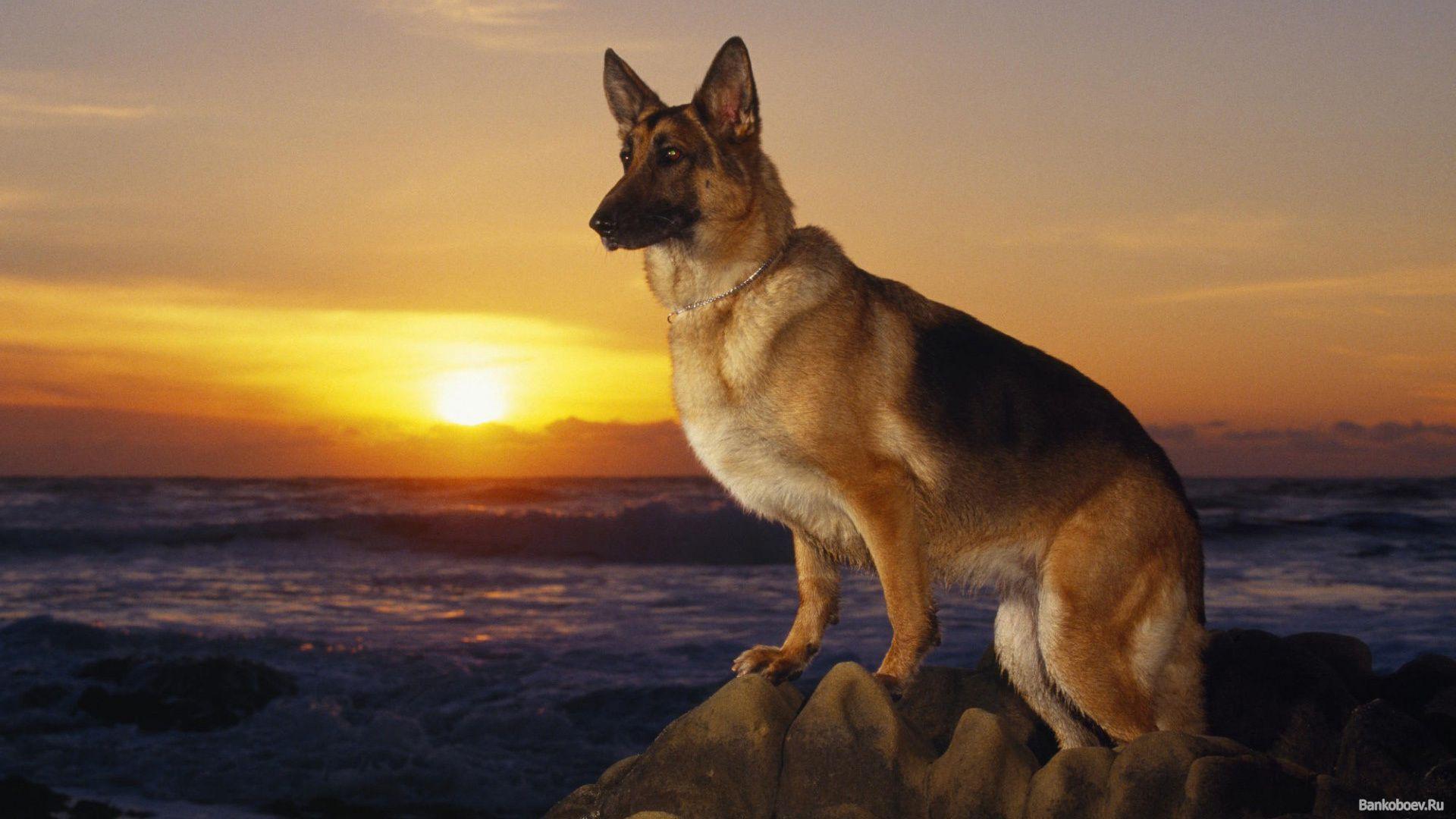 German Shepherd dog at sunset wallpaper and image