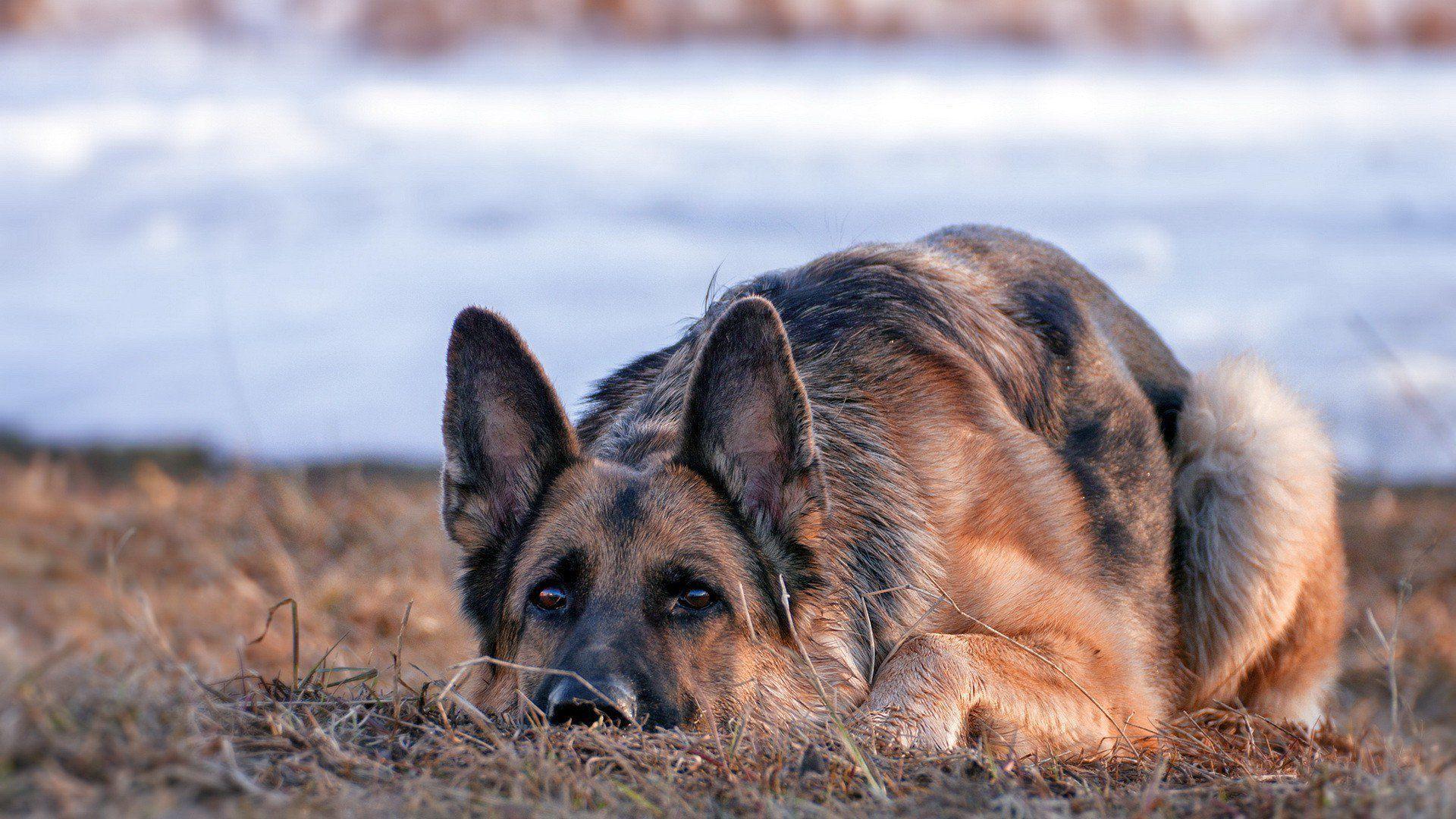 German Shepherd Dog, HD Animals, 4k Wallpaper, Image, Background