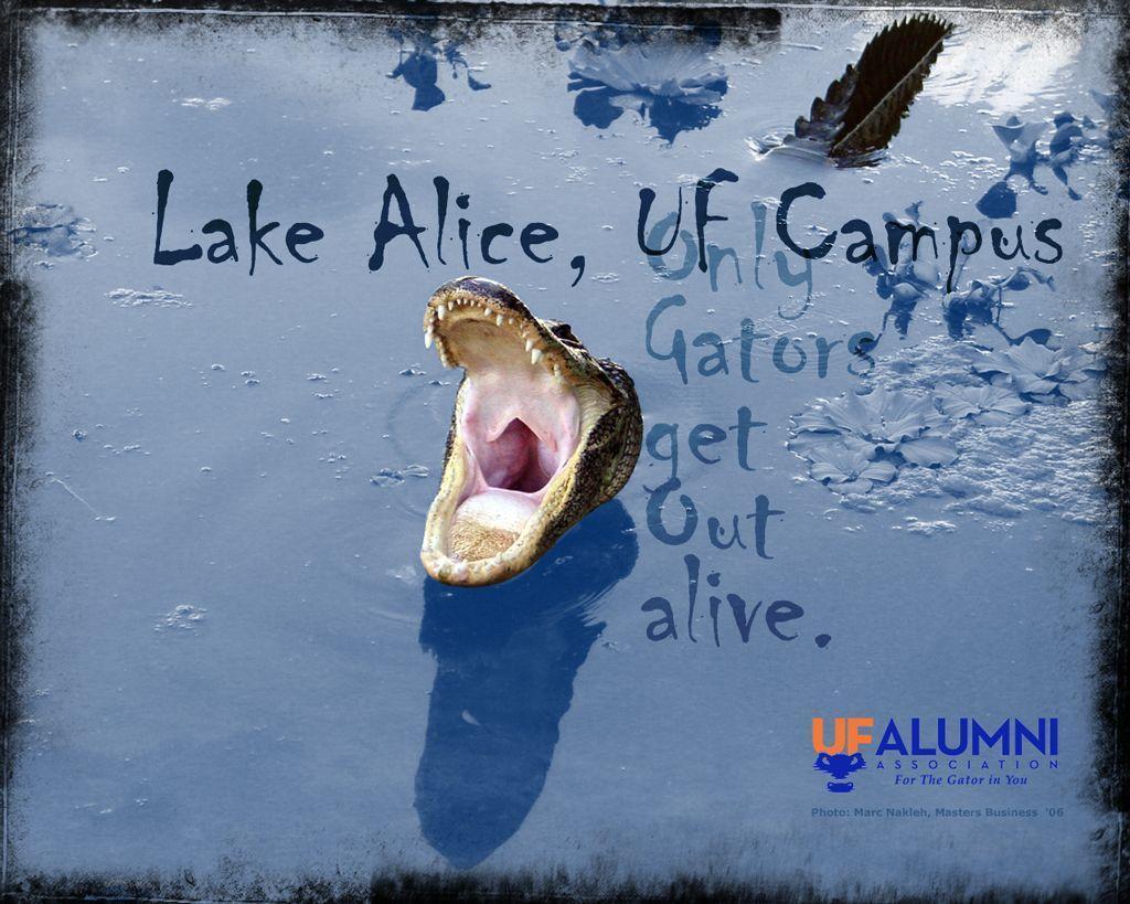 Tebow's Eye black: Florida Gators Wallpaper