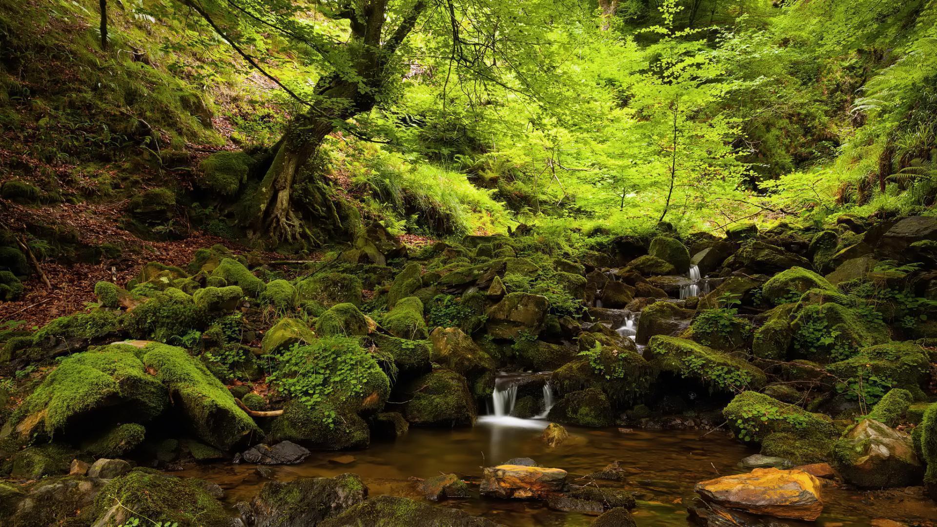 Lovely Forest Stream wallpaperx1080