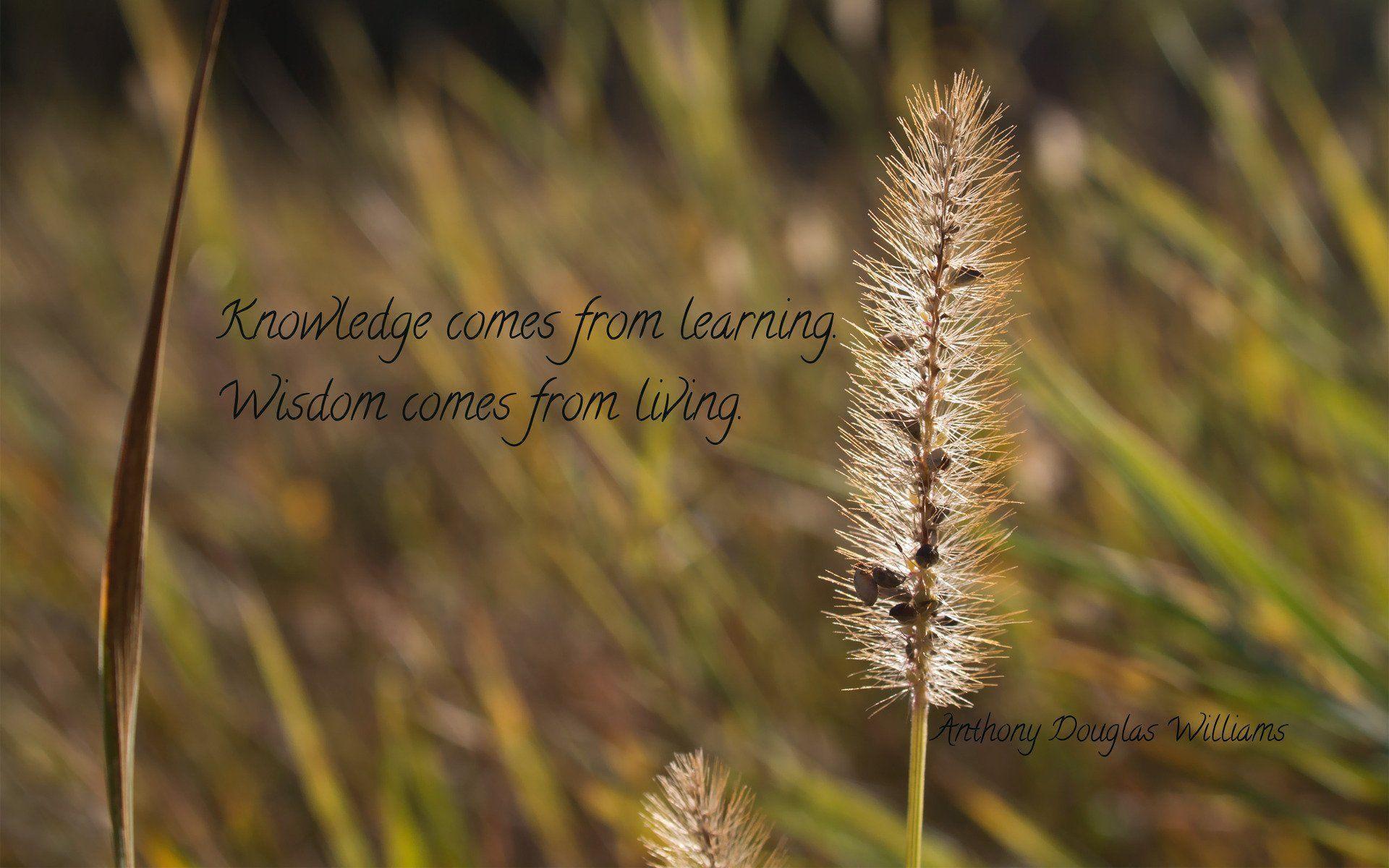 Knowledge Comes From Learning Wallpaper