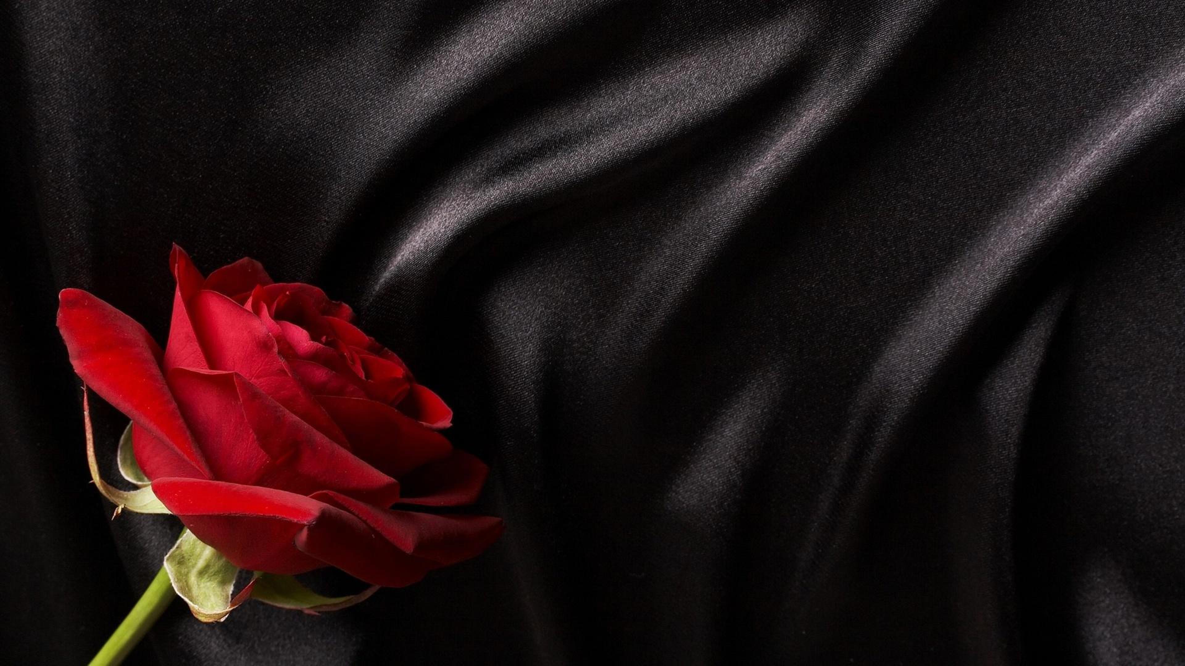 Flowers Rose Red rose on black silk Silk HD Wallpaper, Desktop