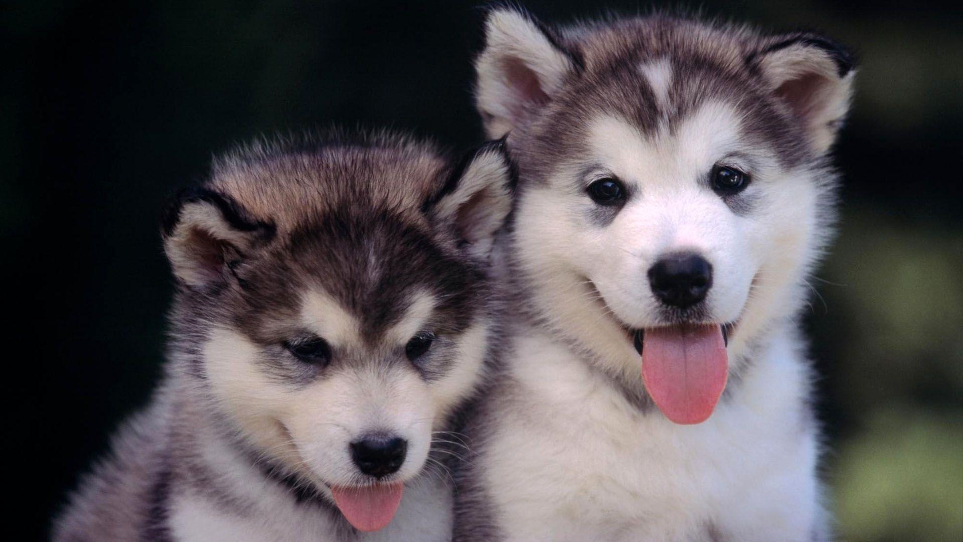 Full HD 1080p Husky Wallpaper HD, Desktop Background 1920x1080