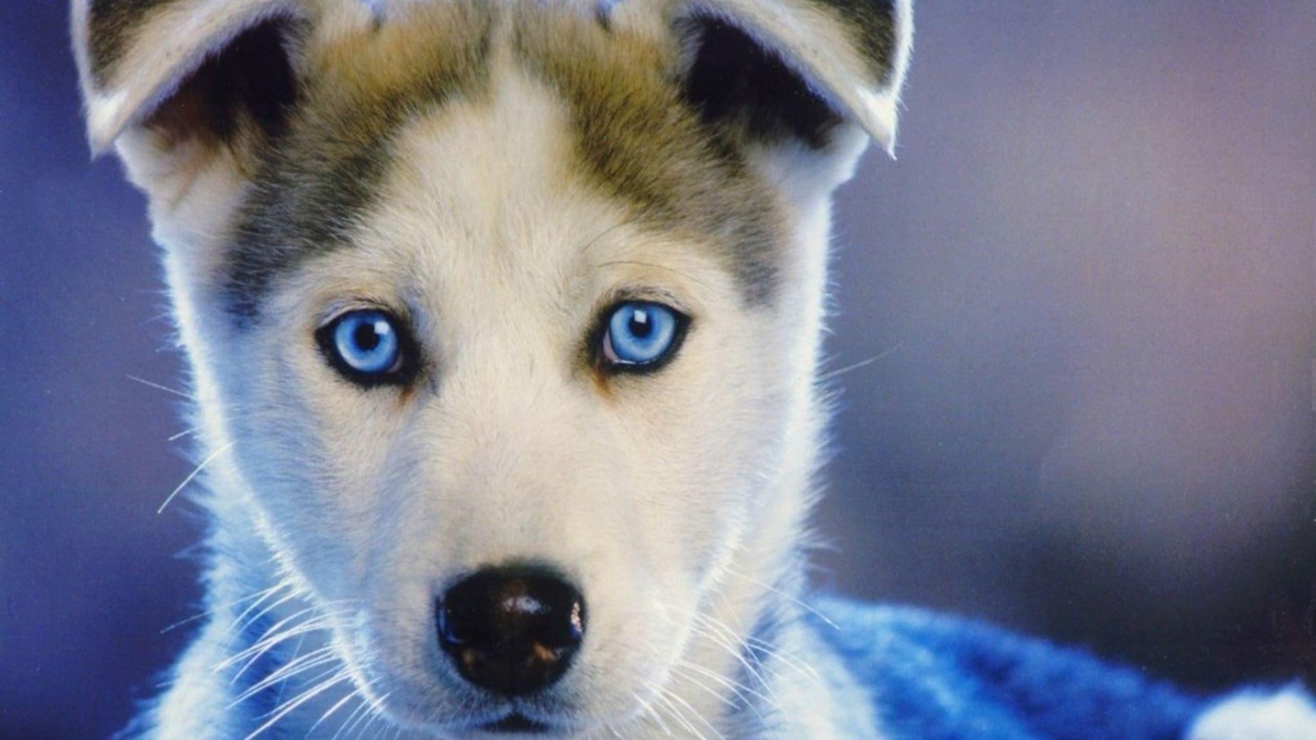 blue eyed husky puppy wallpaper