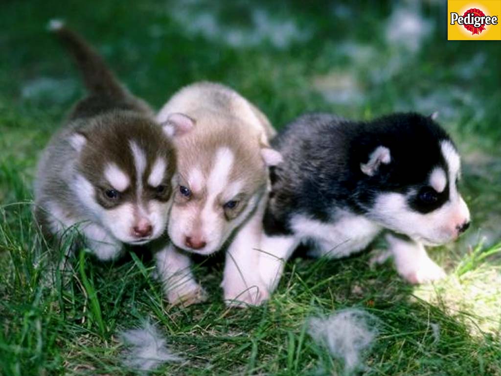 Husky Mix Puppy