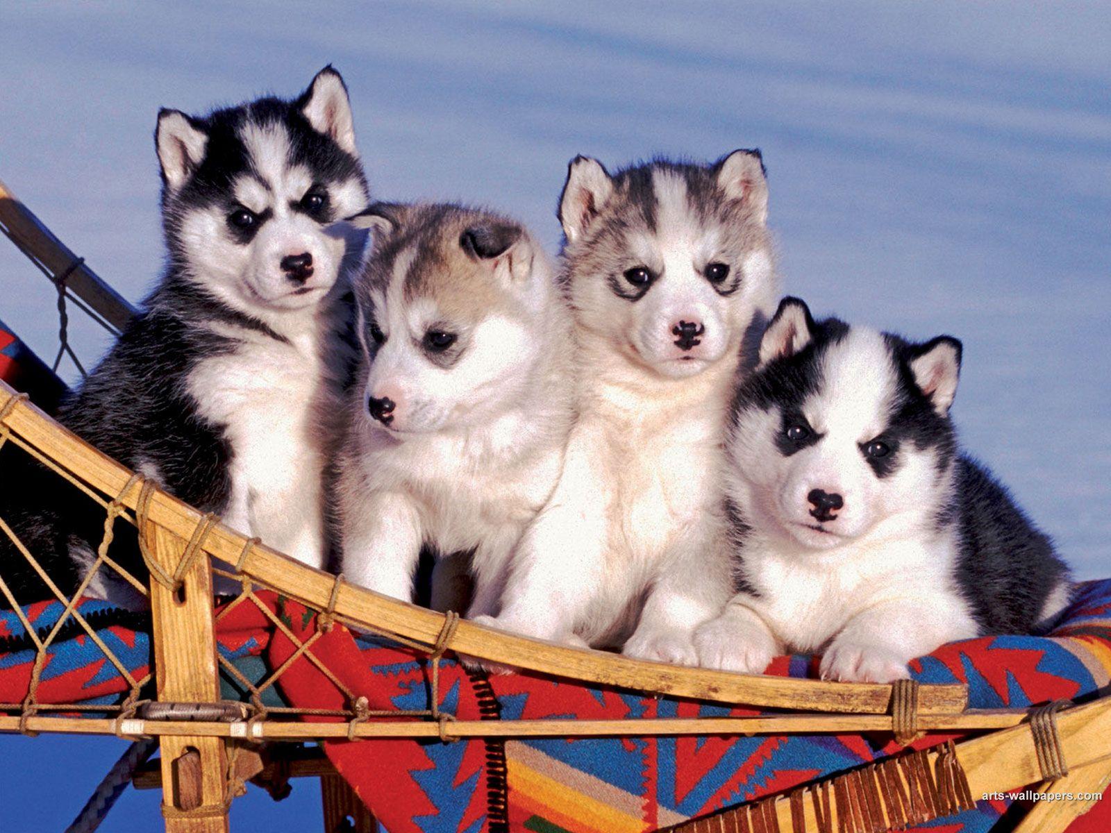 Husky Puppy Wallpaper For Computers. Funny Cat & Dog Picture