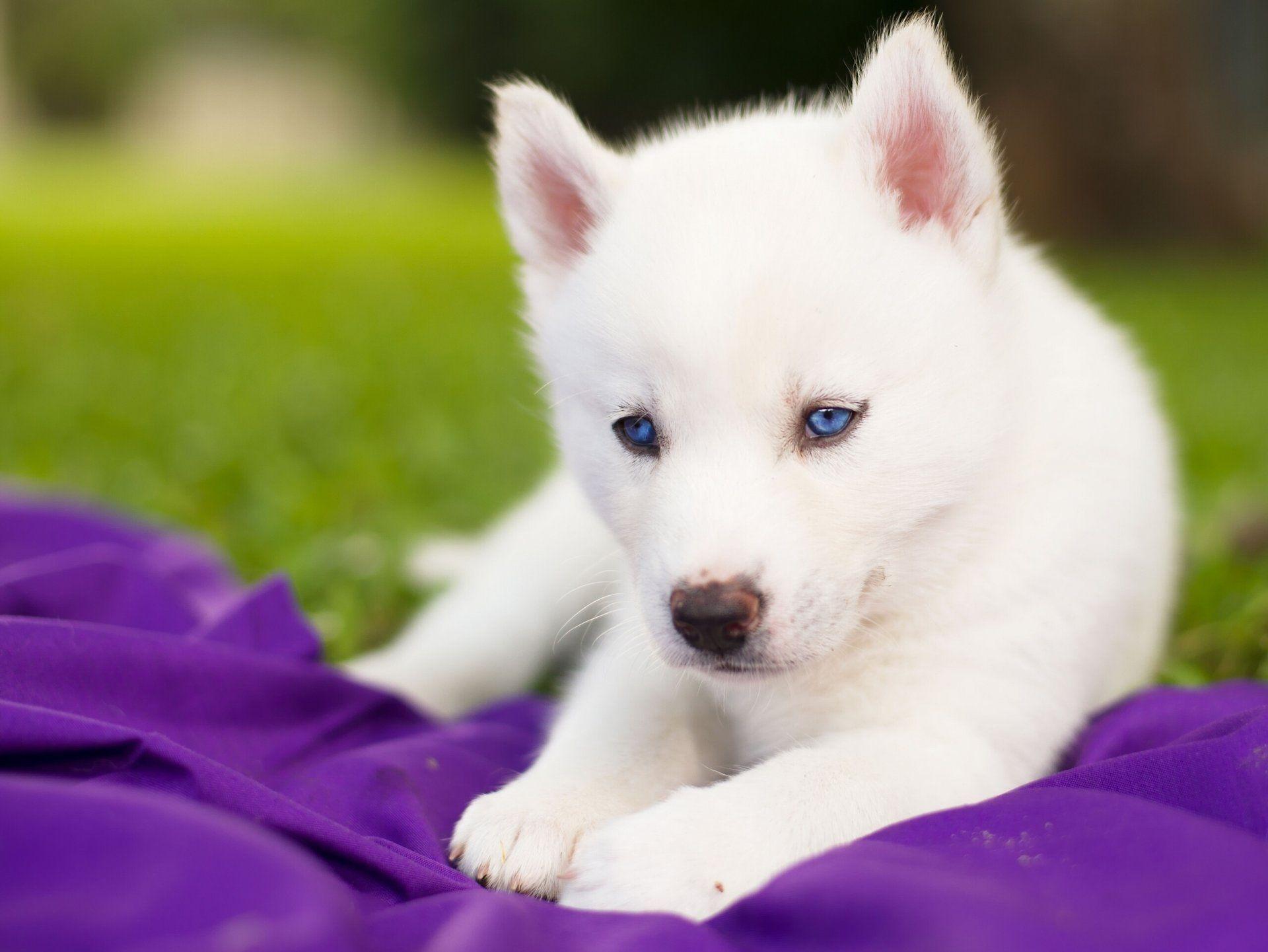 siberian husky puppy white blue eyes HD wallpaper
