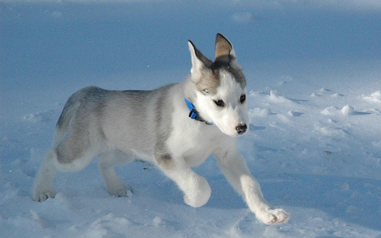 Running Siberian Husky puppy photo and wallpaper. Beautiful