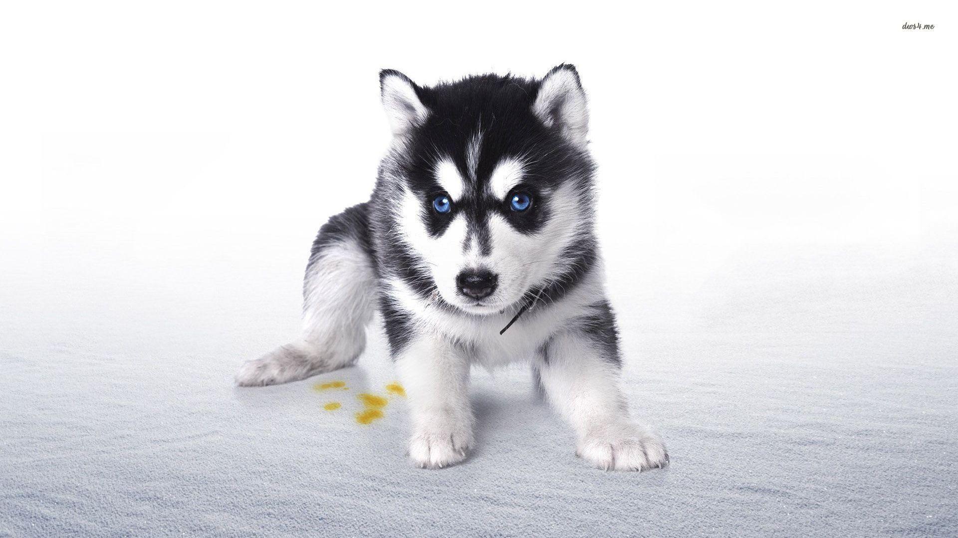 image About Husky Corgi Mix Puppies Snow And Screensaver Wallpaper