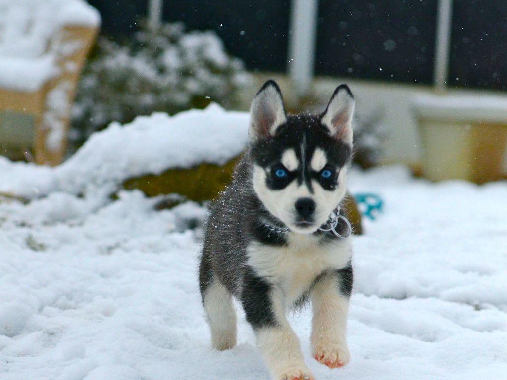 Cute Husky Puppies With Blue Eyes In Snow. cute dogs