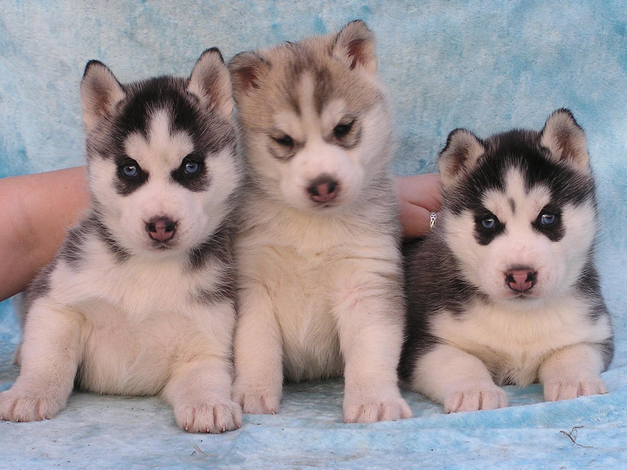 Husky Puppy Wallpaper For Computers. Funny Cat & Dog Picture