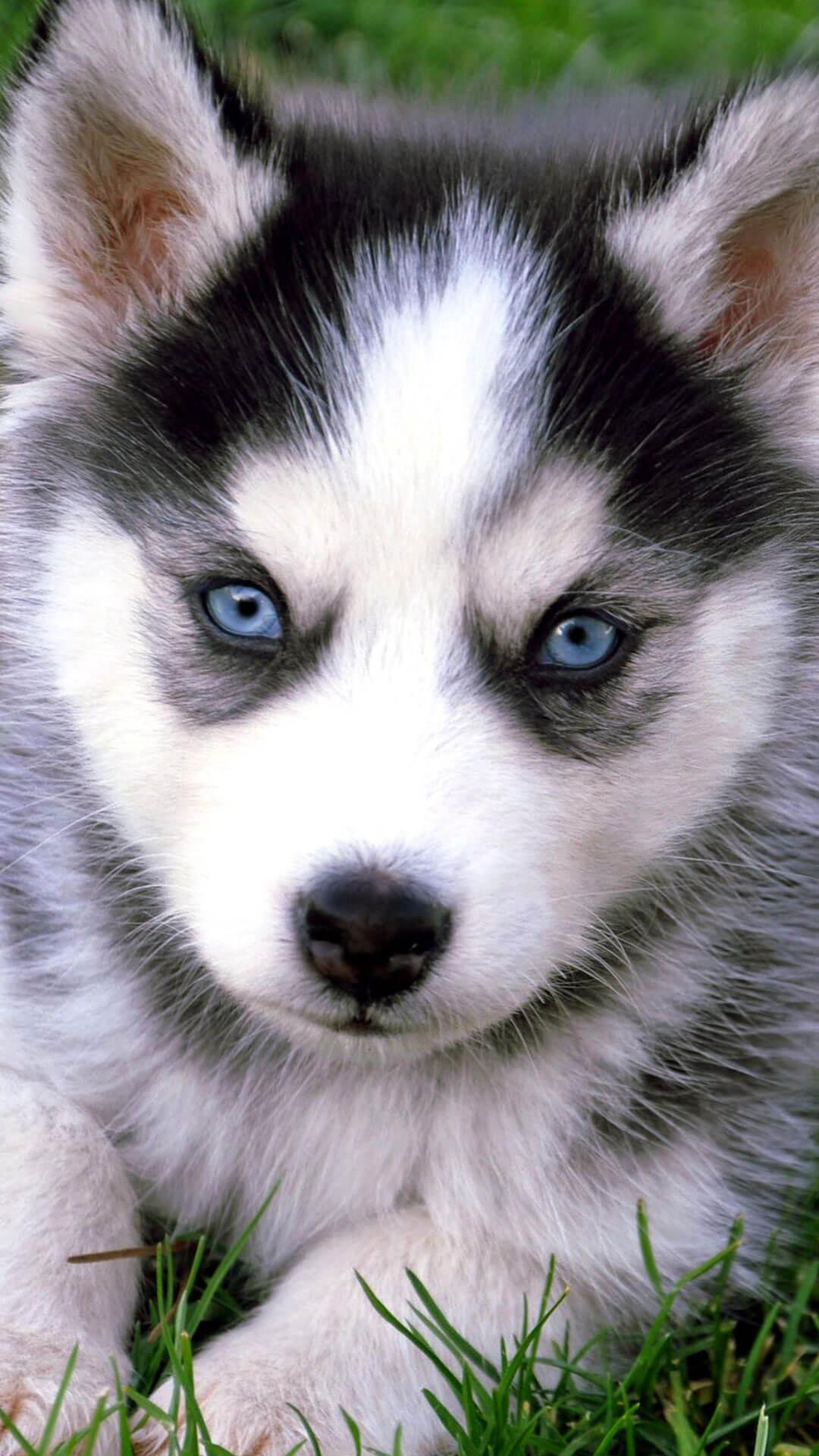 Cute Husky Puppies With Blue Eyes iPhone Wallpaper HD. Animal